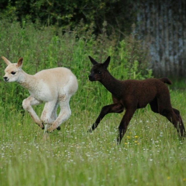 Snooks Farm Alpacas Alpacas, Gifts, Homeware, Clothing, Gifts